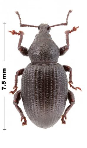 Réf. 316 055 : Otiorhynchus picimanus